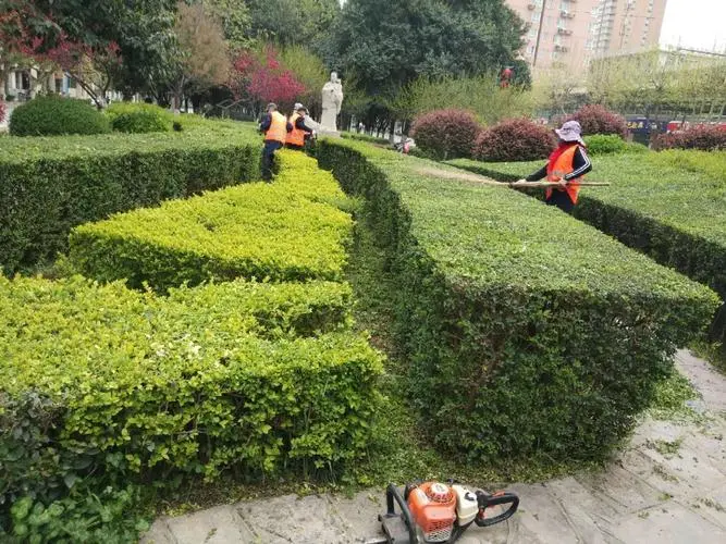 园林绿化：景观植物过度生长致疫情隐患，管理部门加强疏剪工作