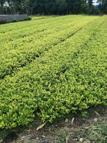 太仓樱花绿化工程项目