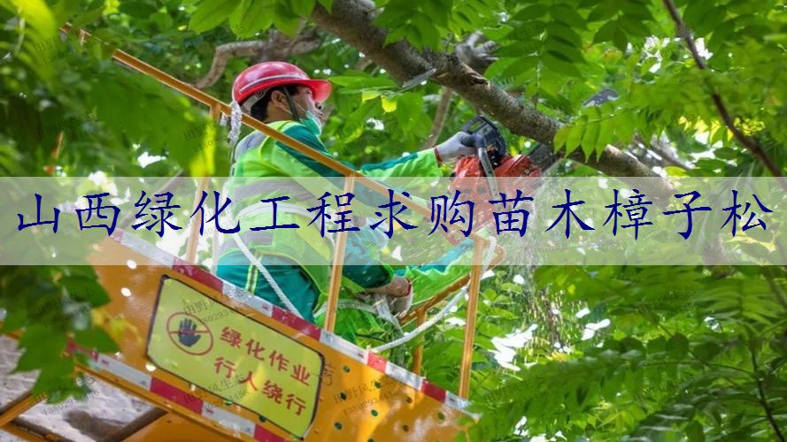 山西绿化工程求购苗木樟子松
